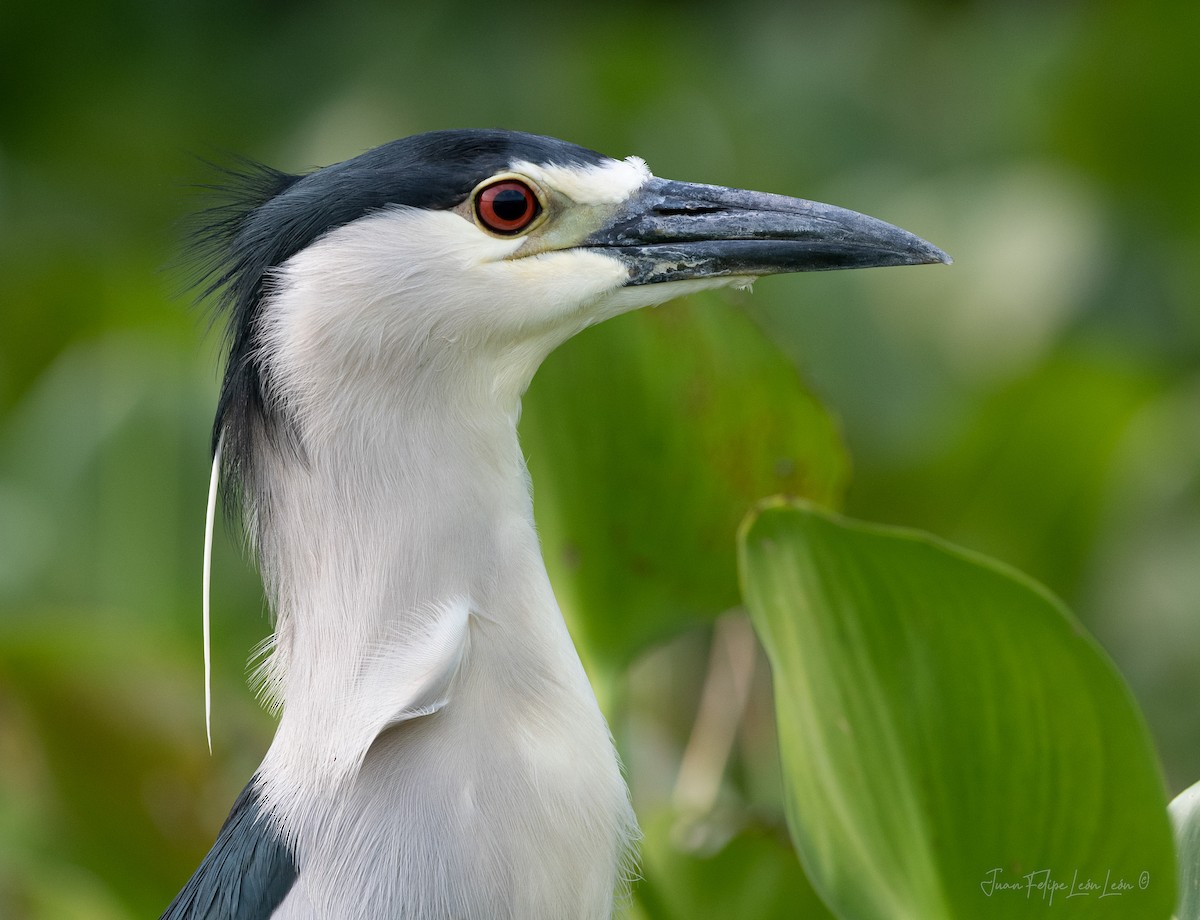 Black-crowned Night Heron - ML636354851