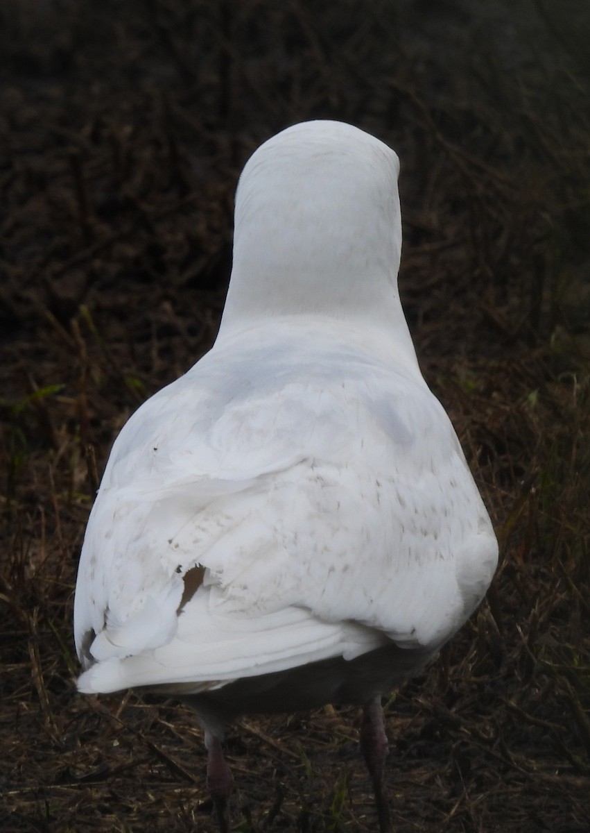 Iceland Gull - ML636354864