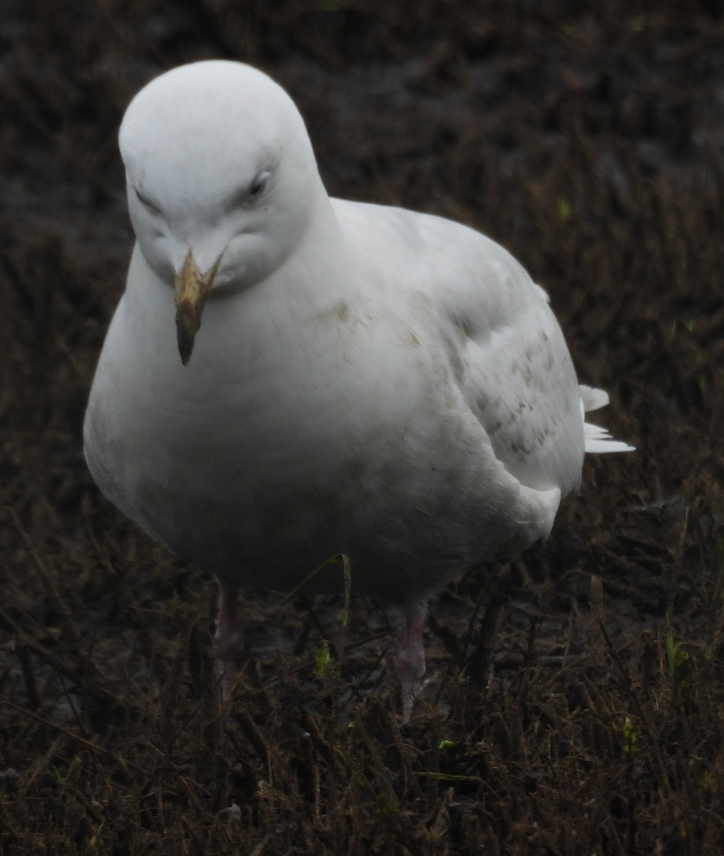 Iceland Gull - ML636354865