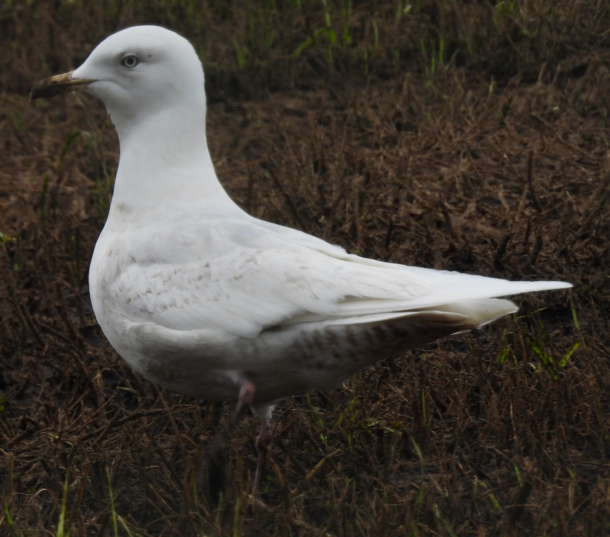 Iceland Gull - ML636354866