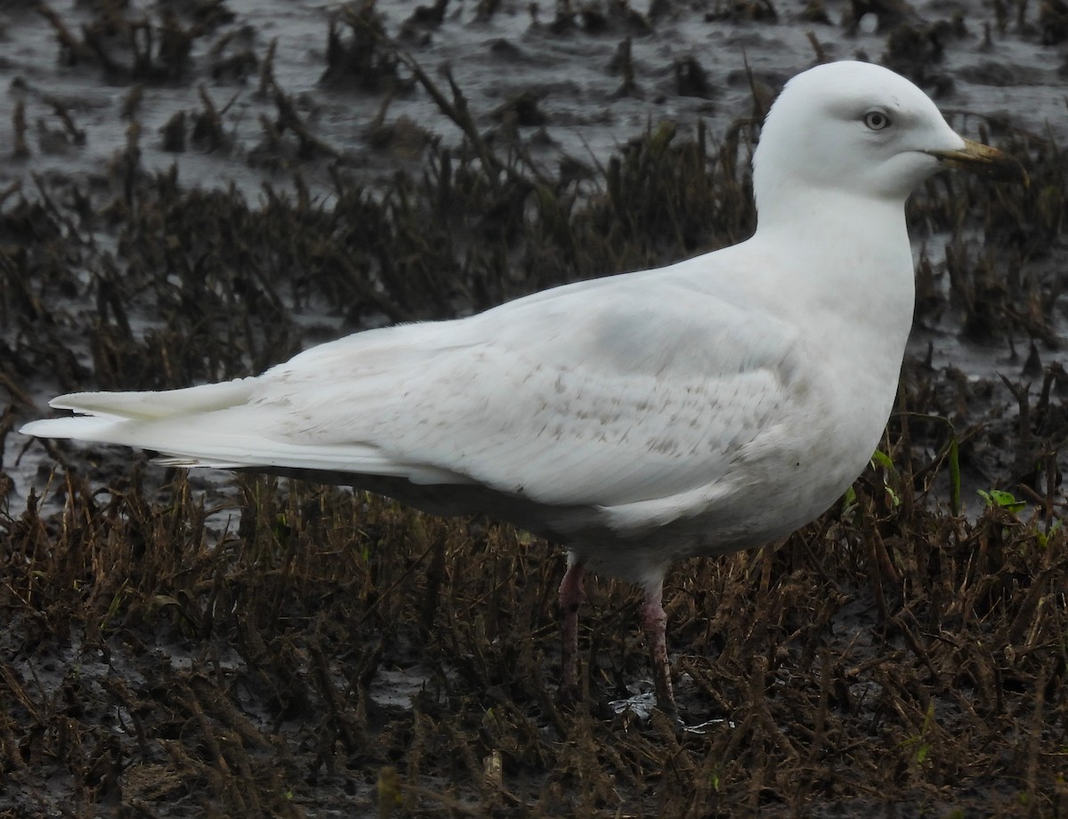 Iceland Gull - ML636354867
