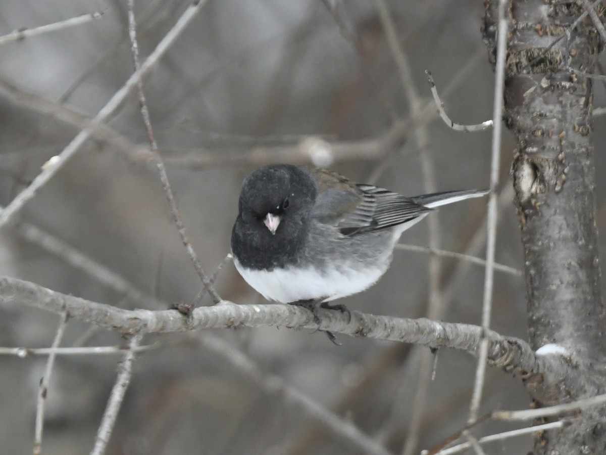 Dark-eyed Junco (cismontanus) - ML636354872