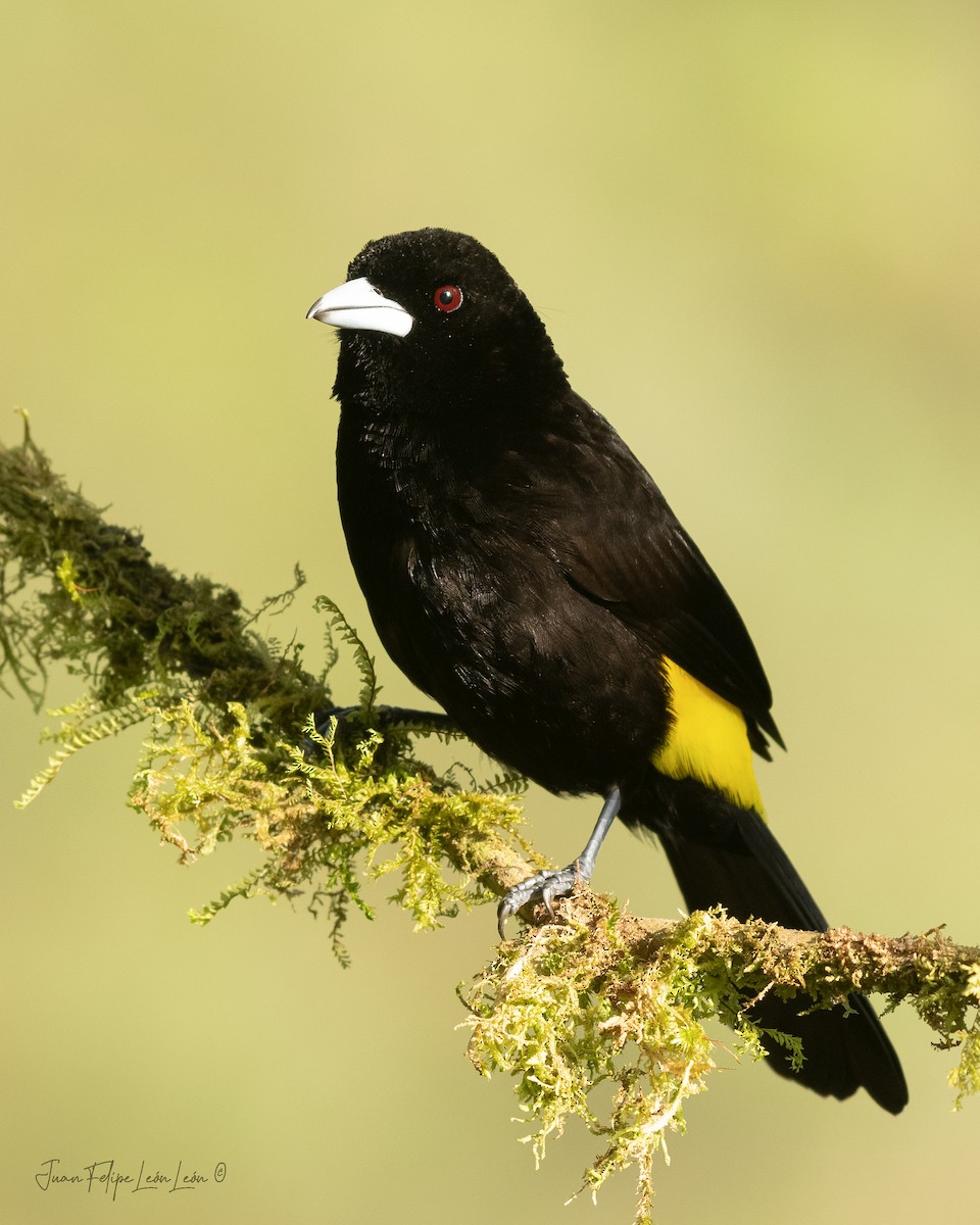Flame-rumped Tanager - ML636354945