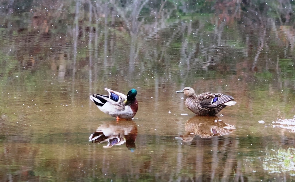 Germano reale - ML636354983