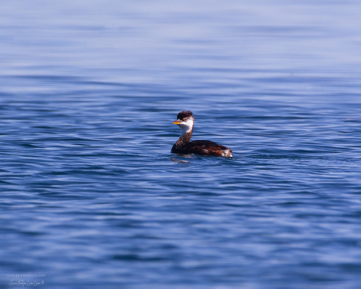 Titicaca Grebe - ML636355001