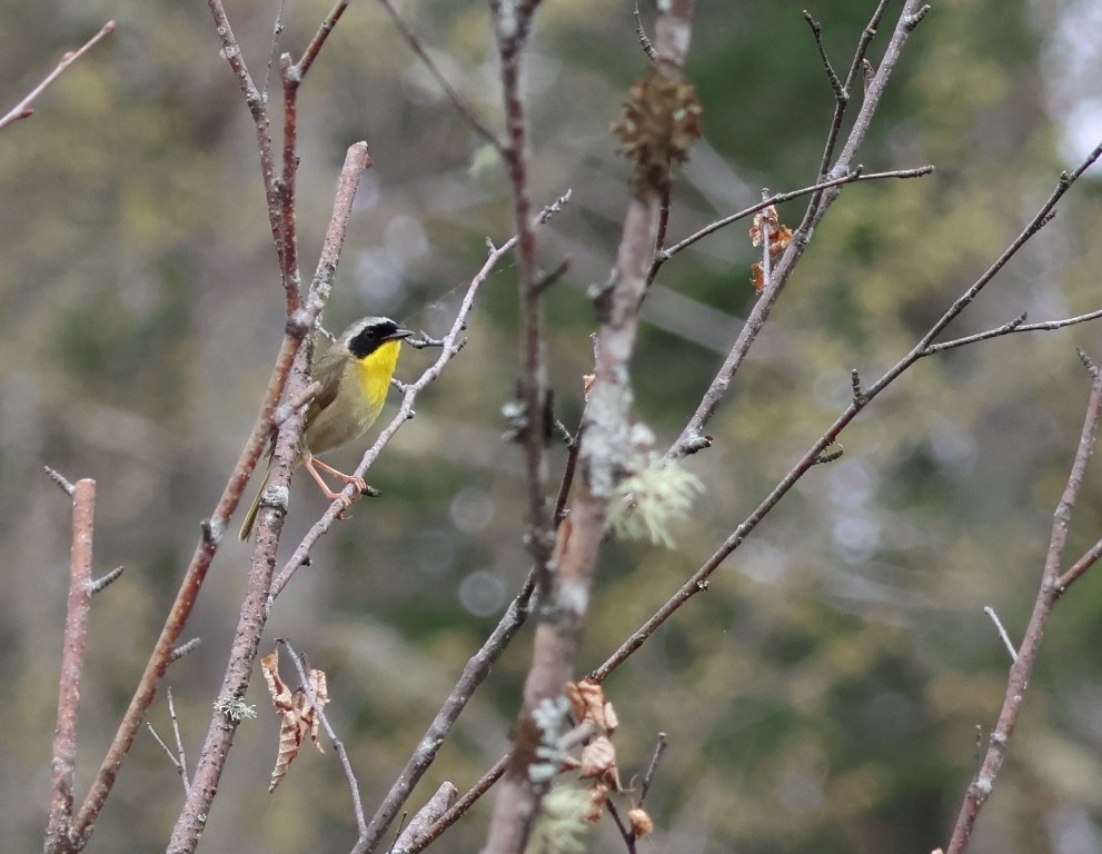 Common Yellowthroat - ML636355004