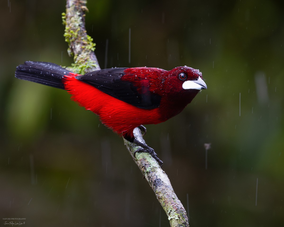 Crimson-backed Tanager - ML636355062