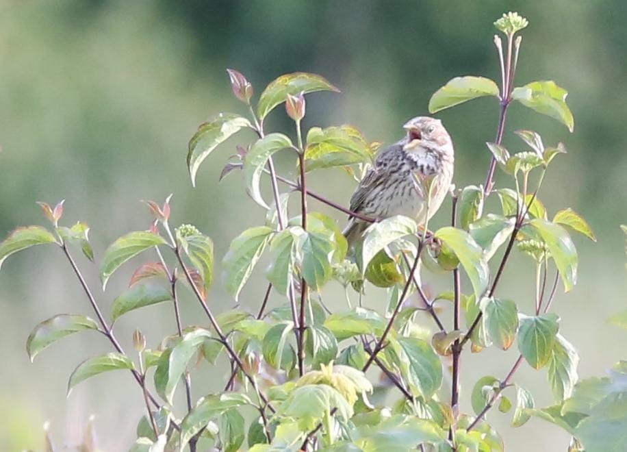Corn Bunting - ML636355090