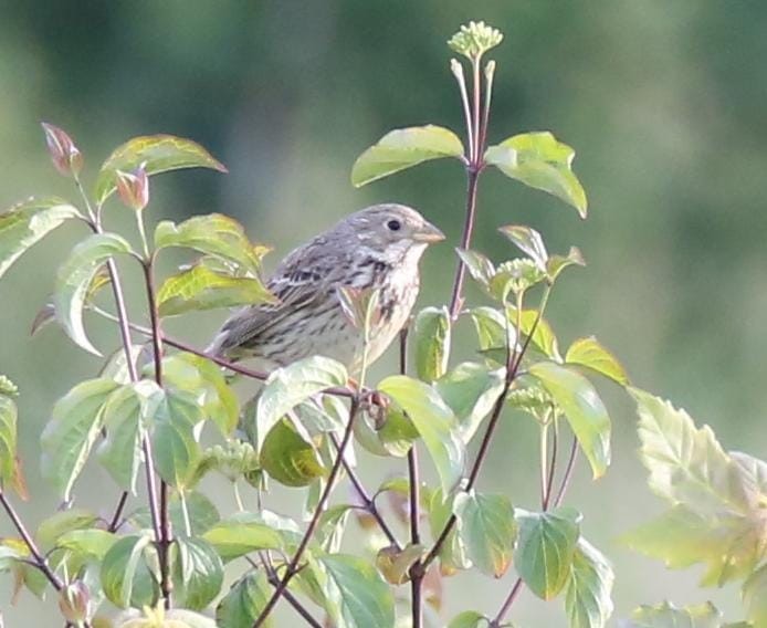 Corn Bunting - ML636355091