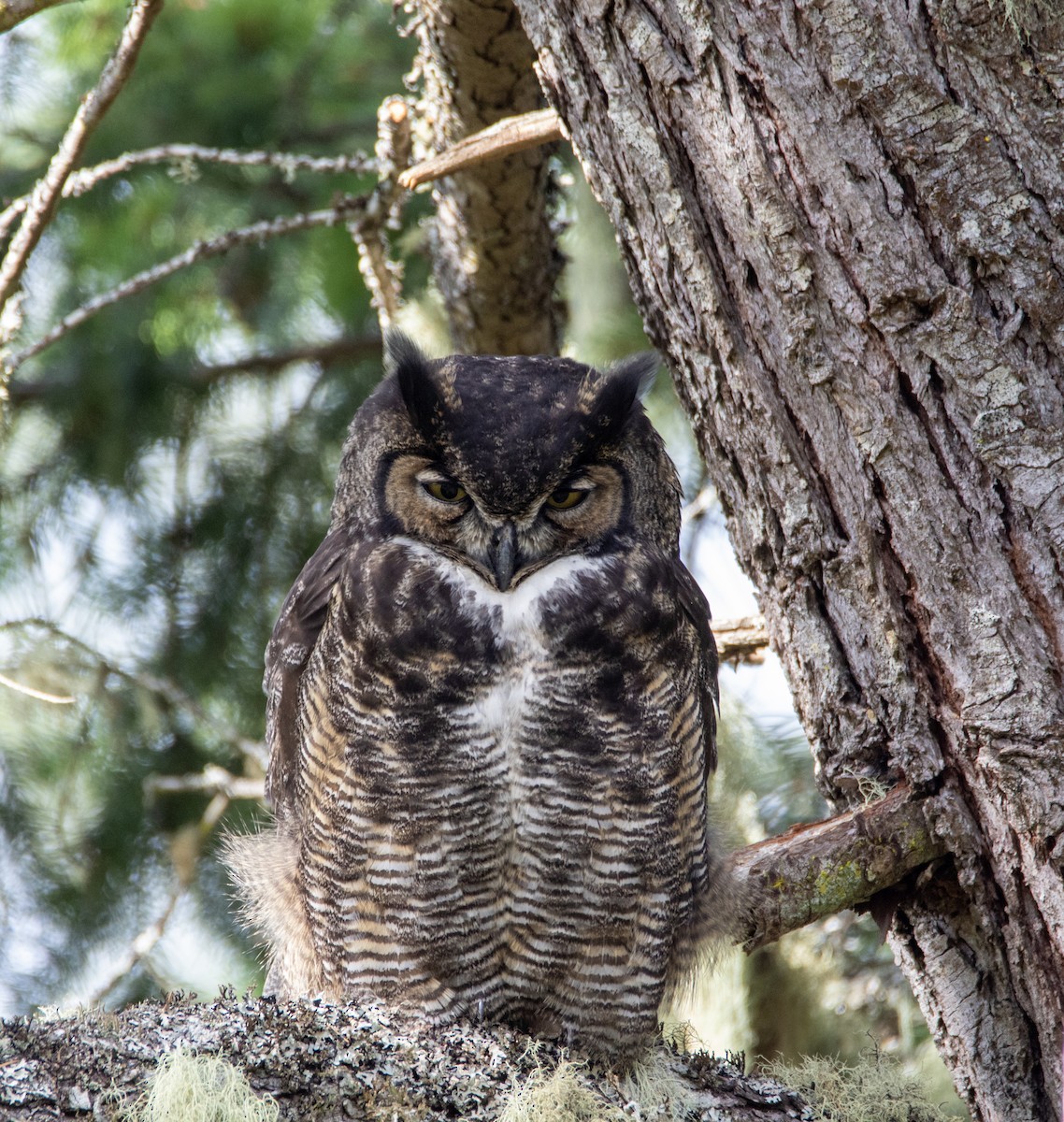 Great Horned Owl - ML636355103