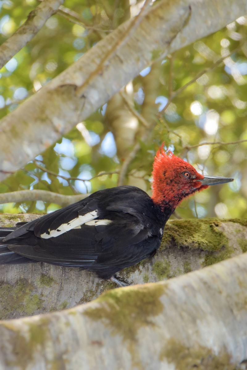 Magellanic Woodpecker - ML636355198