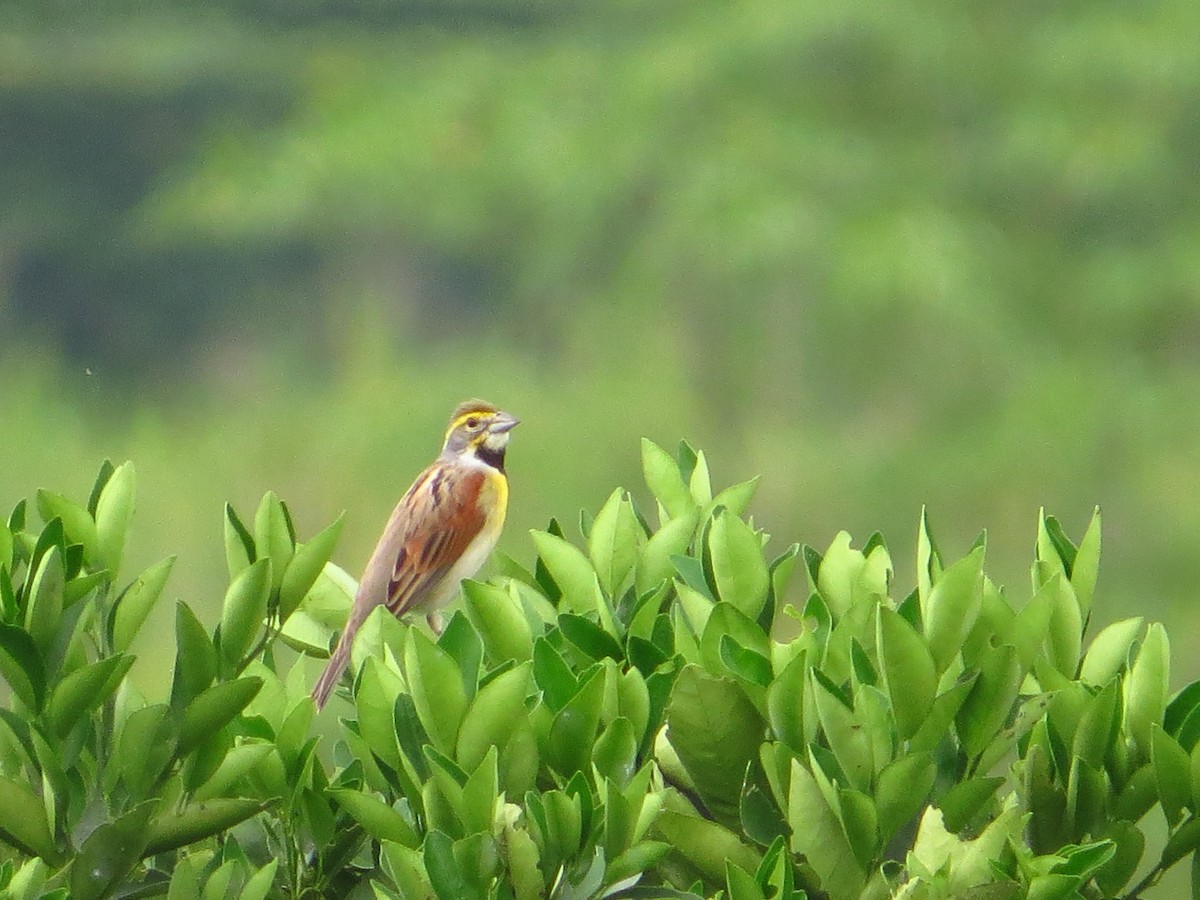 Dickcissel - ML636355210