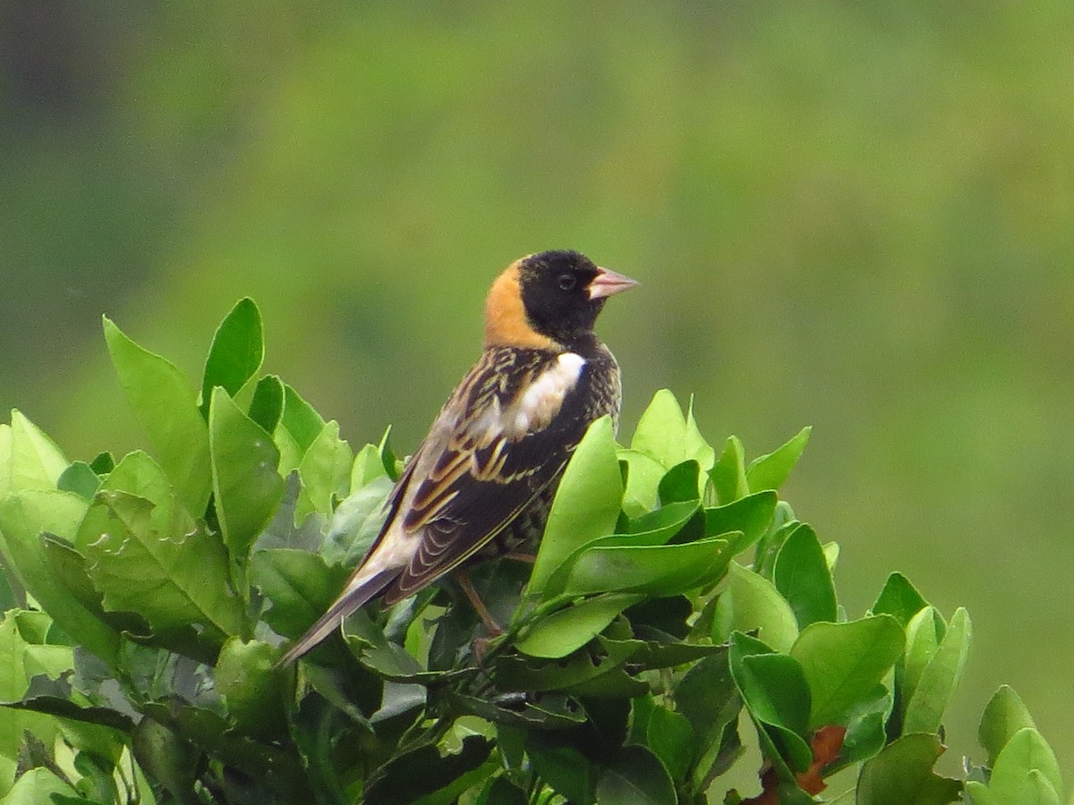 Bobolink - ML636355228