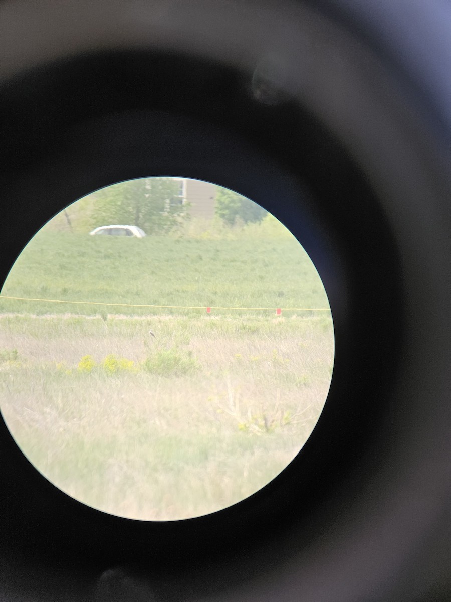 Scissor-tailed Flycatcher - ML636355268