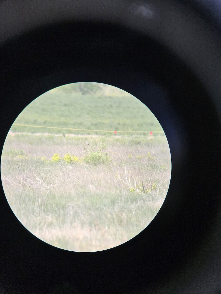 Scissor-tailed Flycatcher - ML636355271