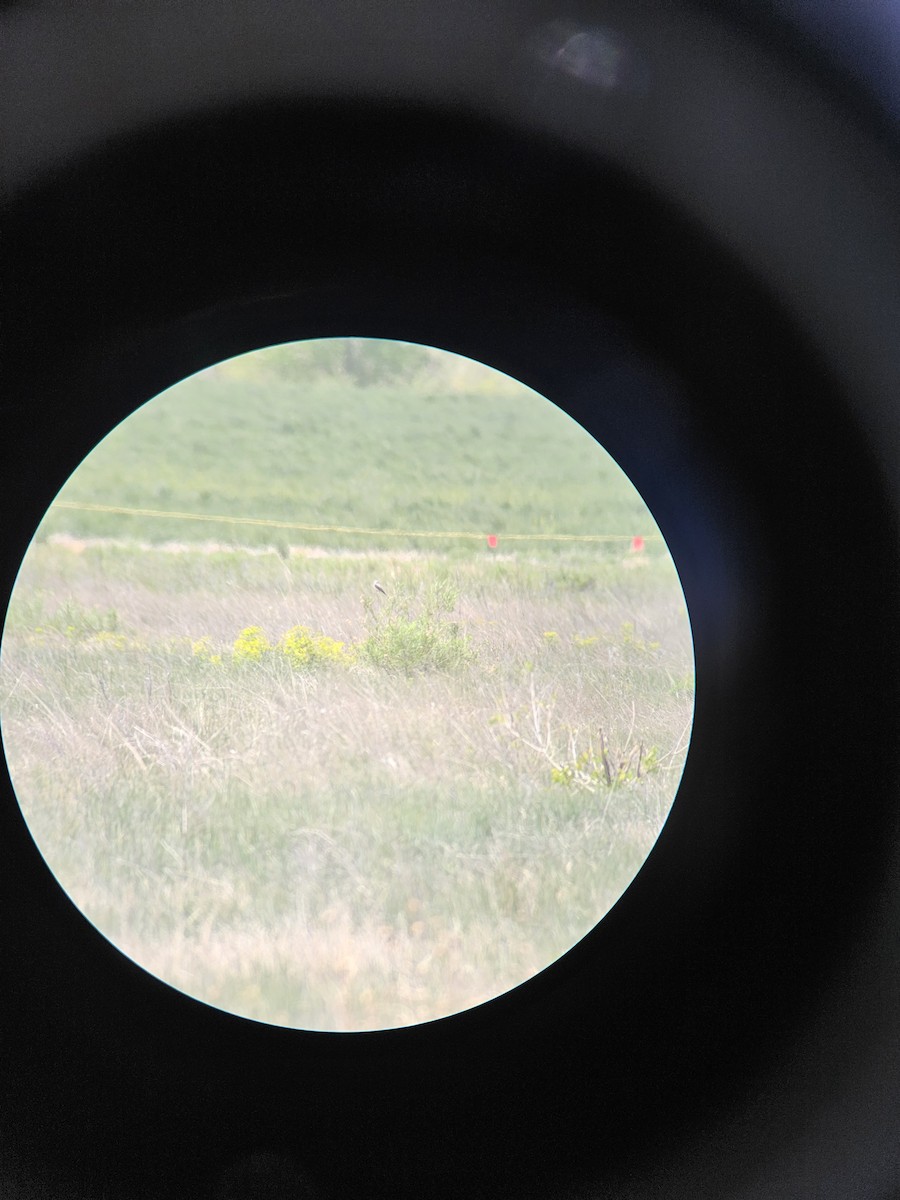 Scissor-tailed Flycatcher - ML636355273