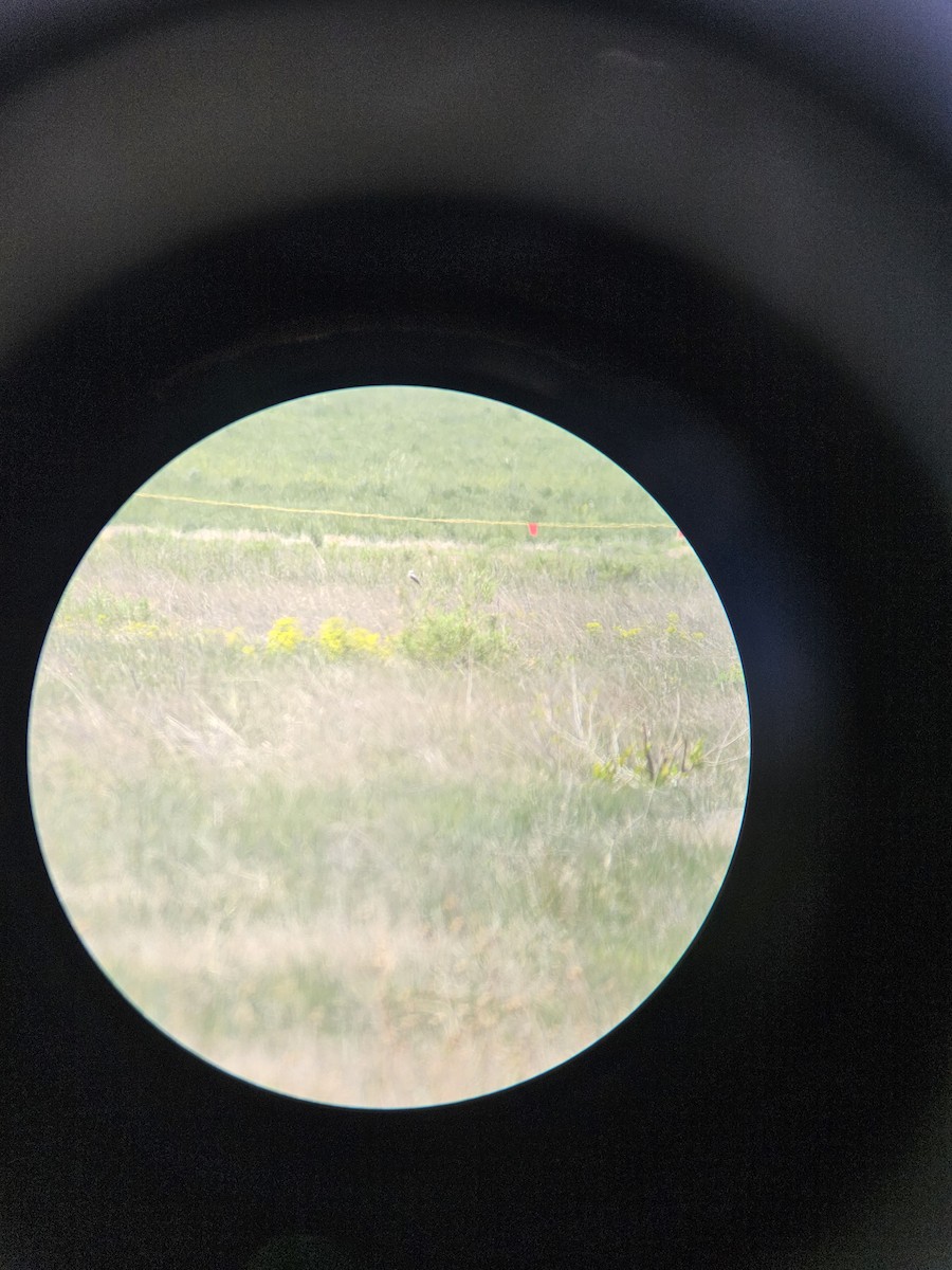 Scissor-tailed Flycatcher - ML636355277