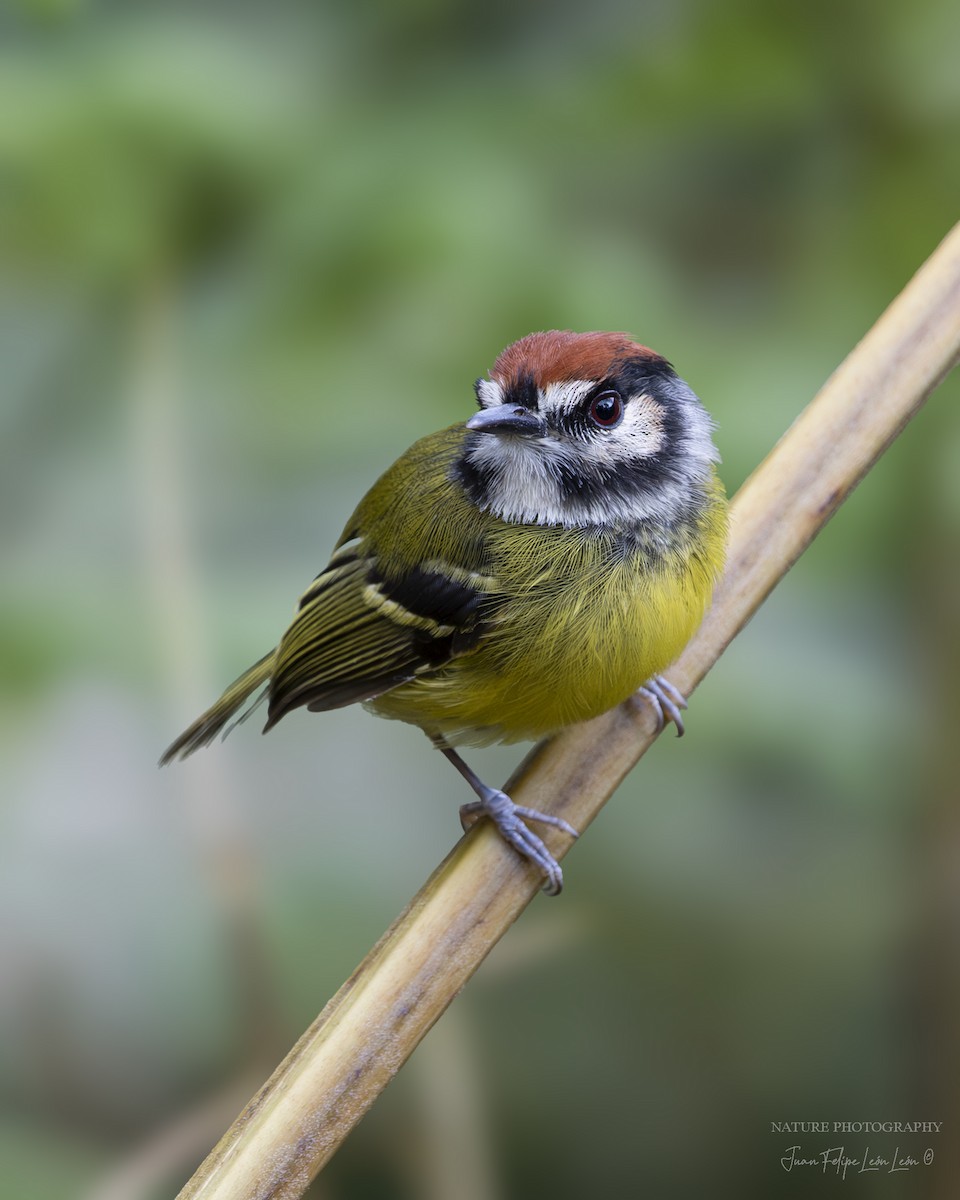 Rufous-crowned Tody-Flycatcher - ML636355399