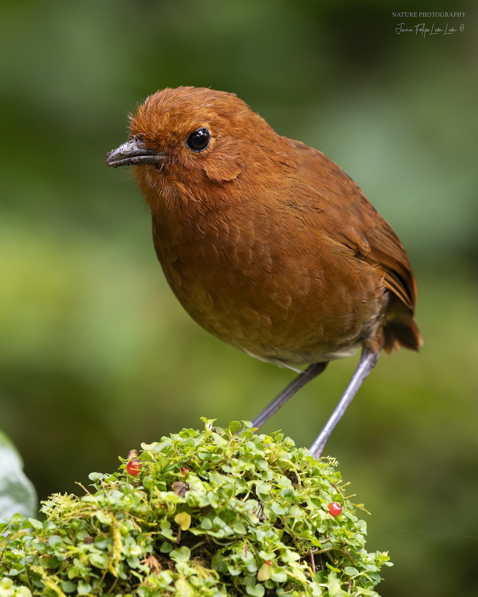 Chami Antpitta - ML636355439