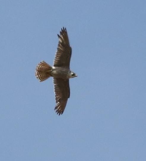 Peregrine Falcon - ML636355455