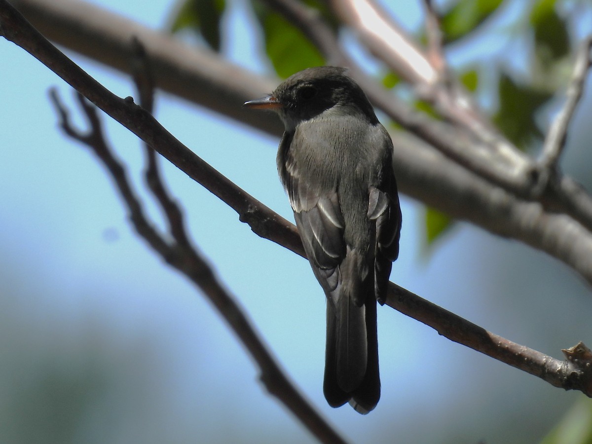 Least Flycatcher - ML636355478