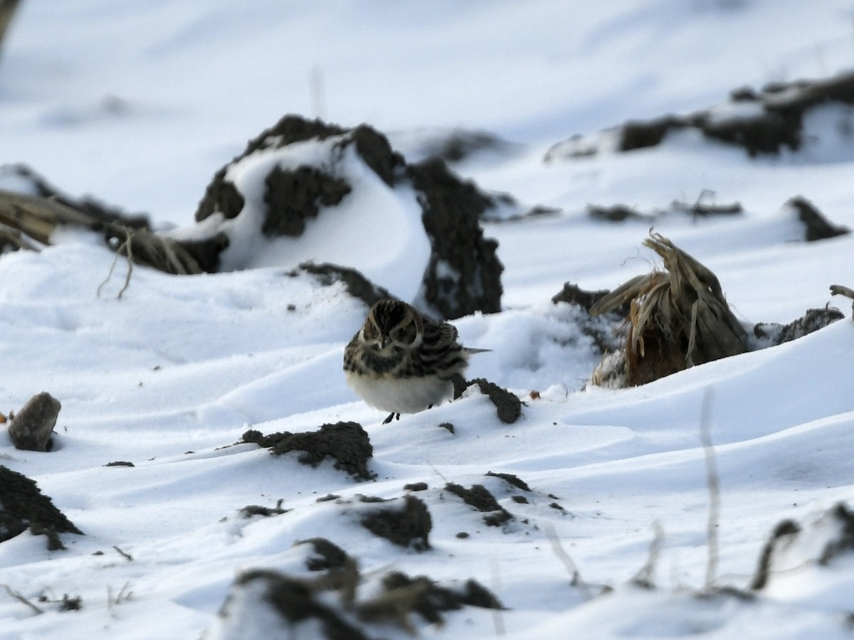 Lapland Longspur - ML636355483