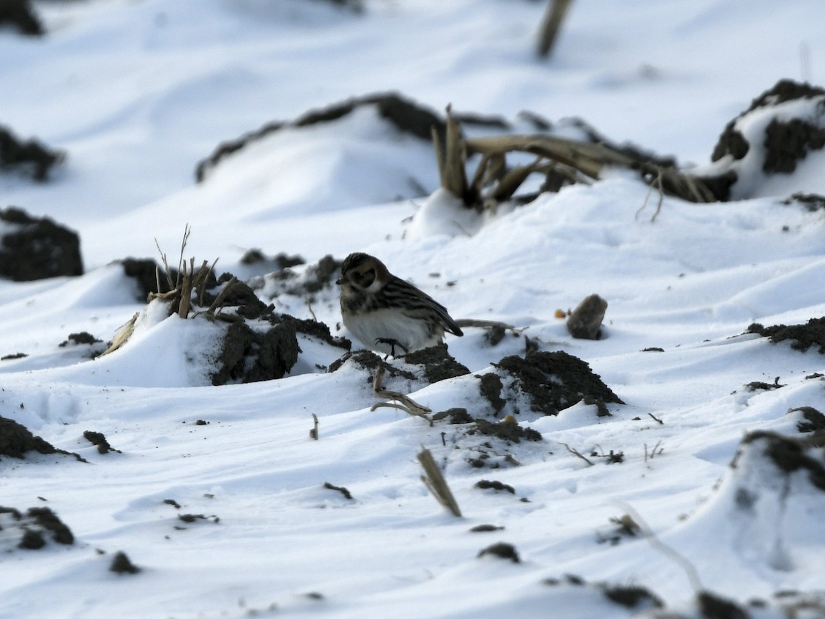 Lapland Longspur - ML636355488
