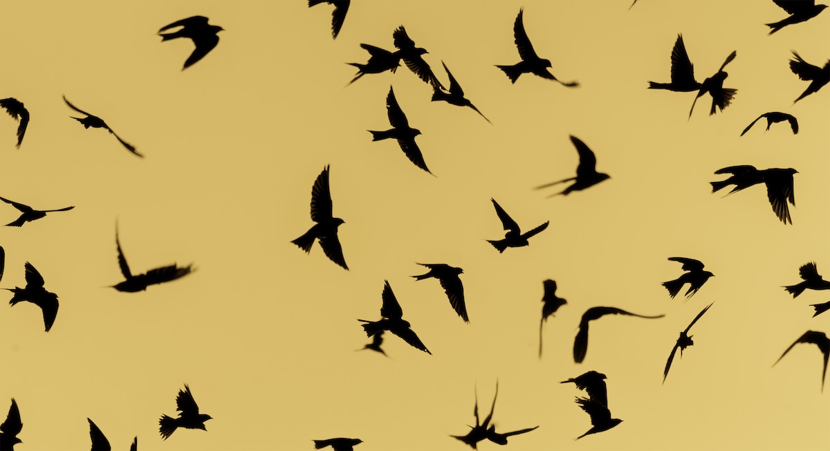 Southern Martin - ML636355513