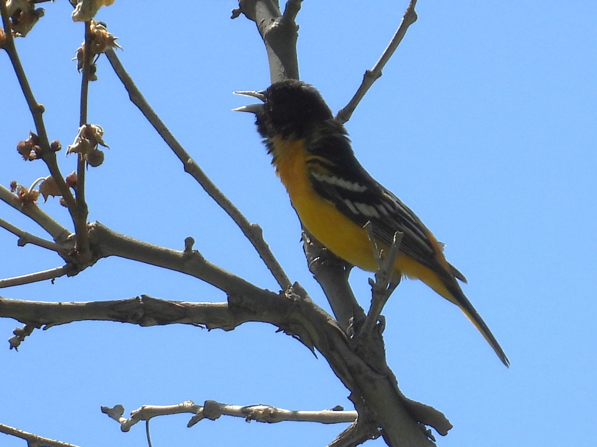 Baltimore Oriole - ML636355537
