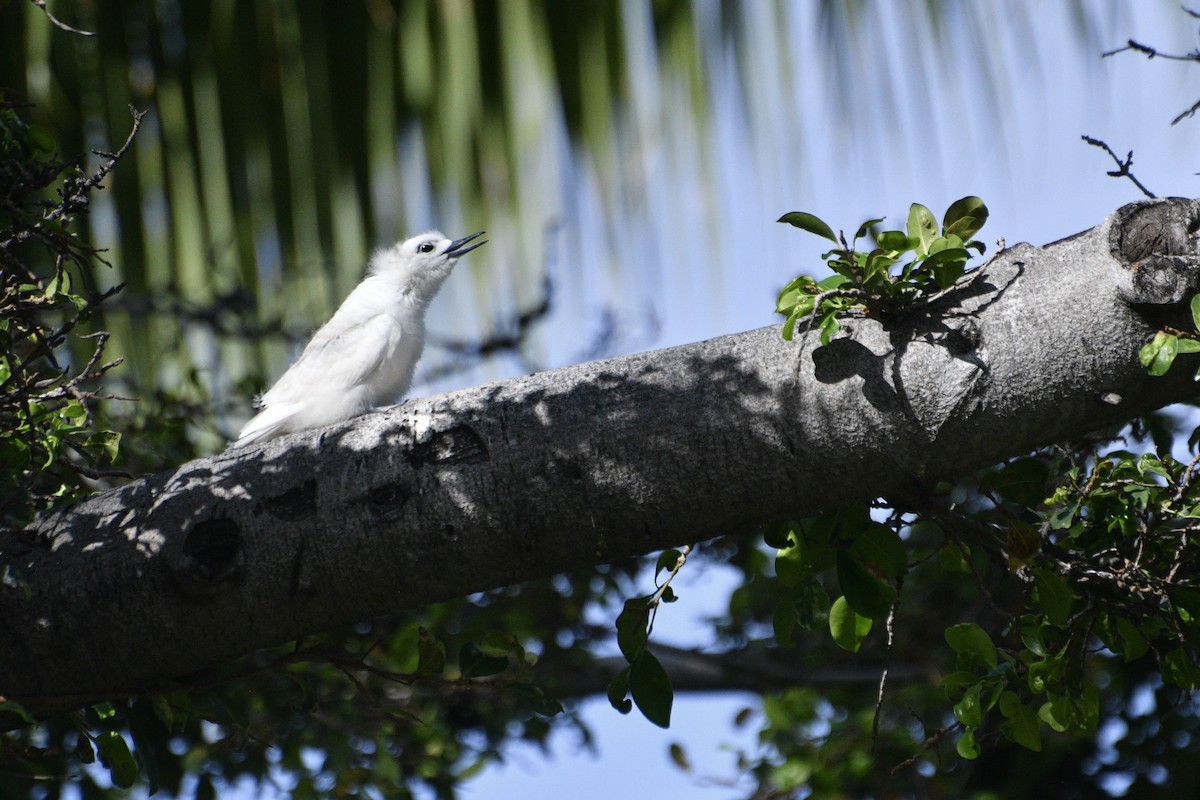 Blue-billed White-Tern - ML636355556
