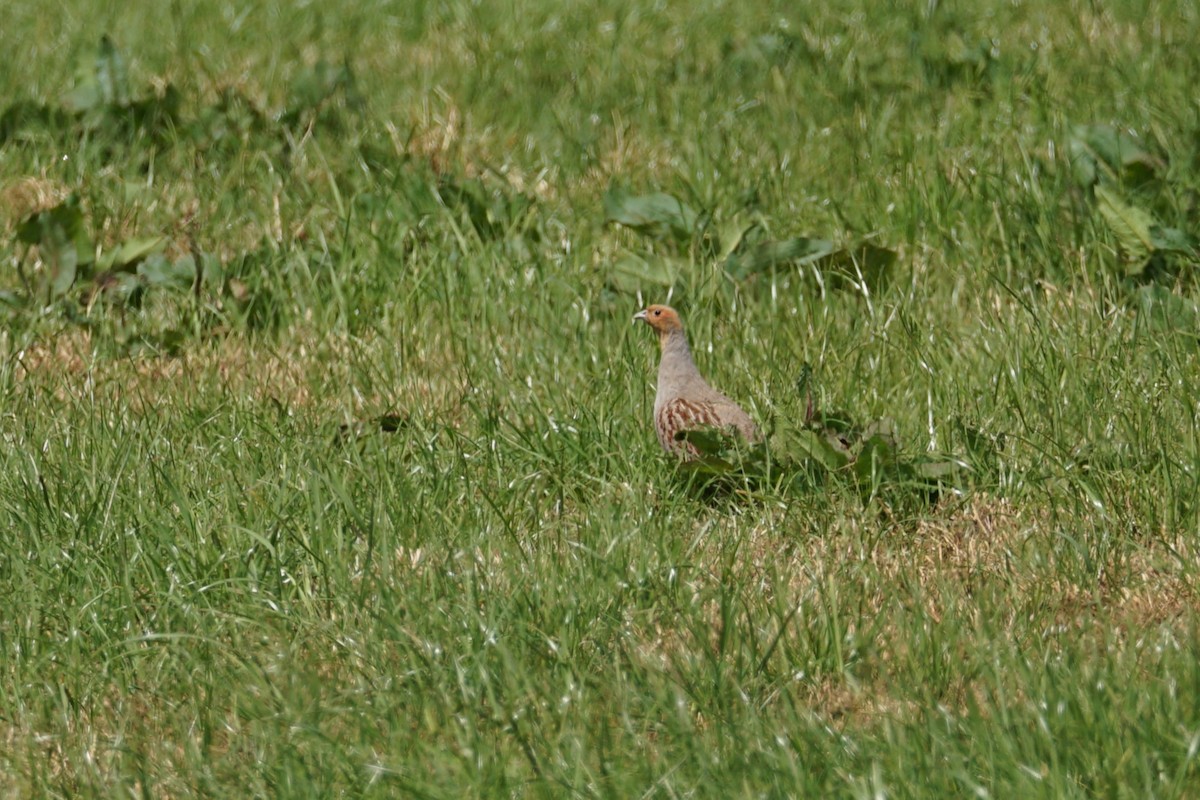 Gray Partridge - ML636355585