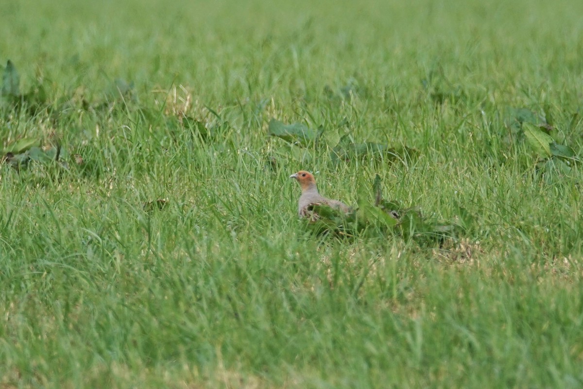 Gray Partridge - ML636355586
