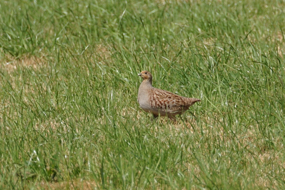 Gray Partridge - ML636355587