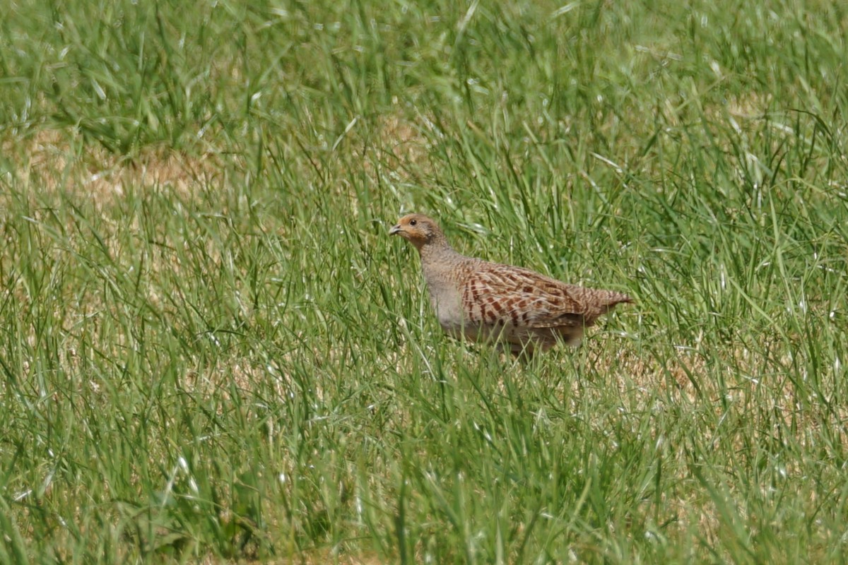 Gray Partridge - ML636355588