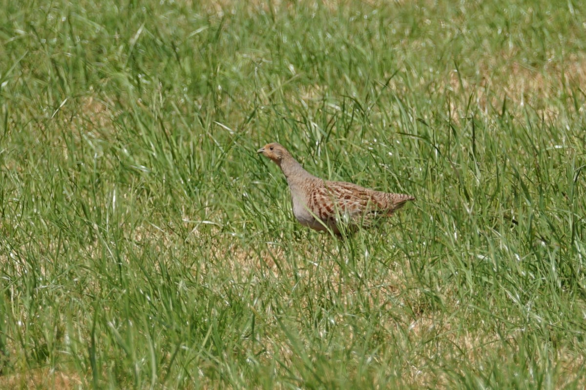 Gray Partridge - ML636355589