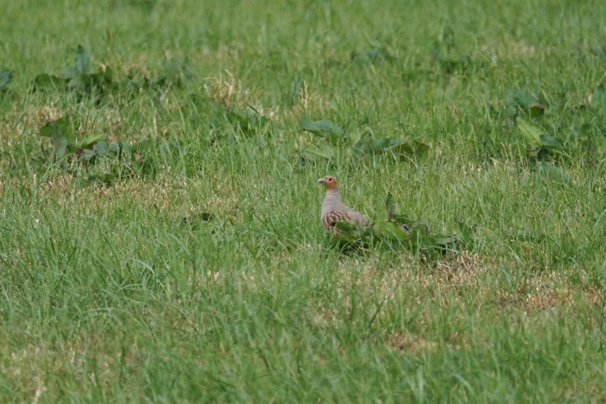Gray Partridge - ML636355590