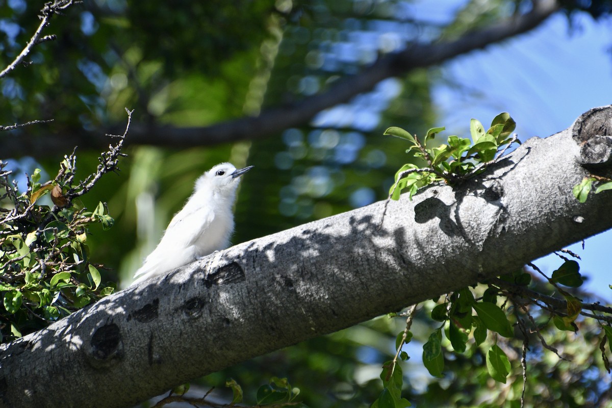 Blue-billed White-Tern - ML636355591