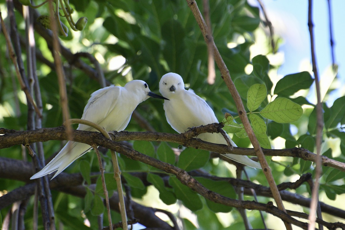 Blue-billed White-Tern - ML636355599