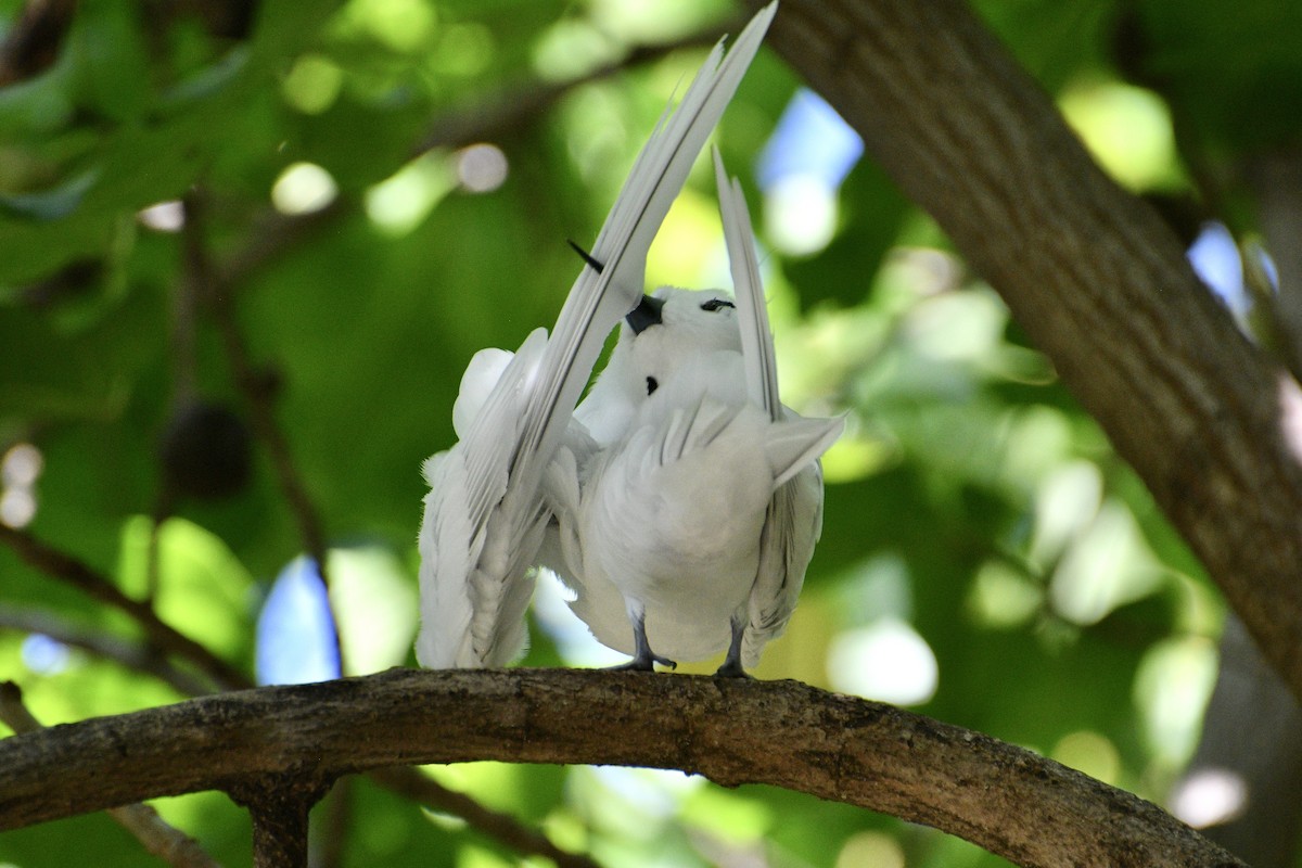 Blue-billed White-Tern - ML636355602