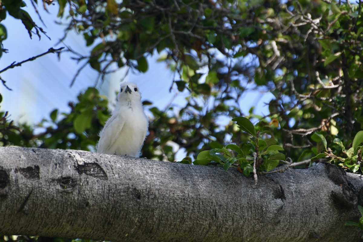 Blue-billed White-Tern - ML636355608