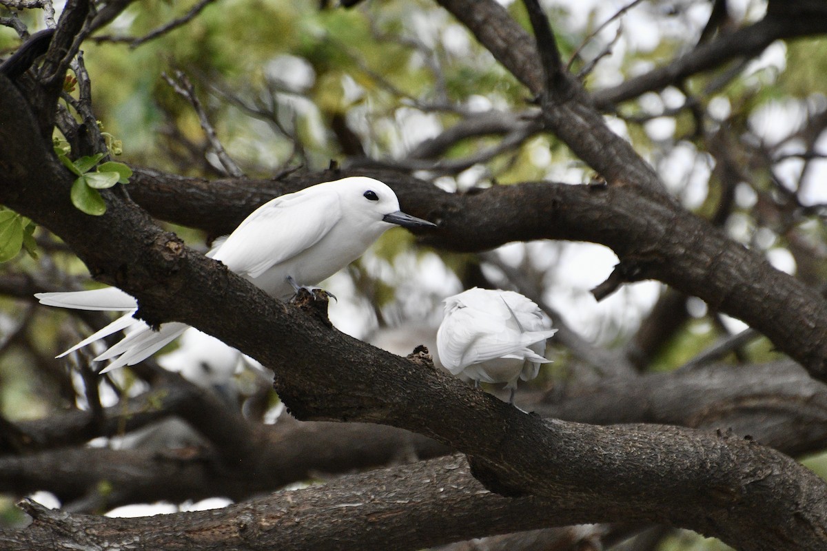 Blue-billed White-Tern - ML636355616
