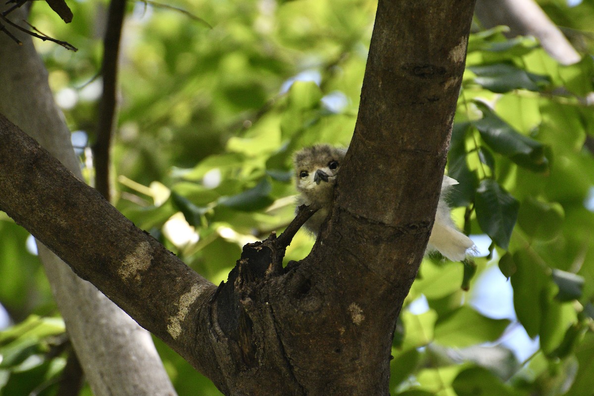 Blue-billed White-Tern - ML636355619