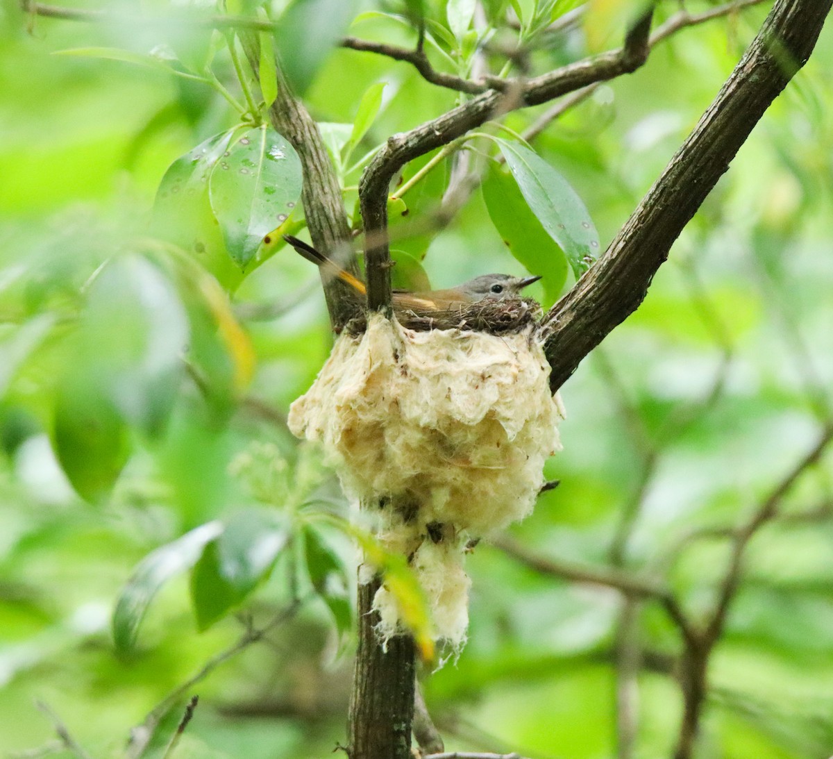American Redstart - ML636355681