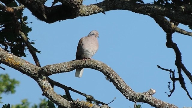 Tortora selvatica - ML636355713