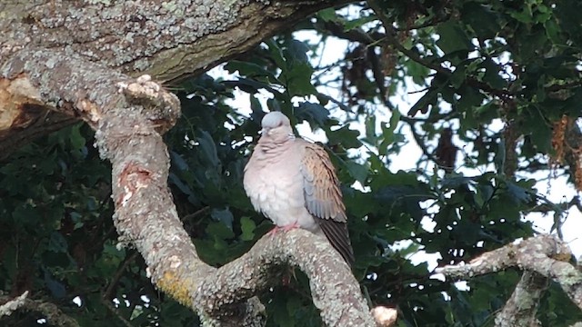 Tortora selvatica - ML636355716