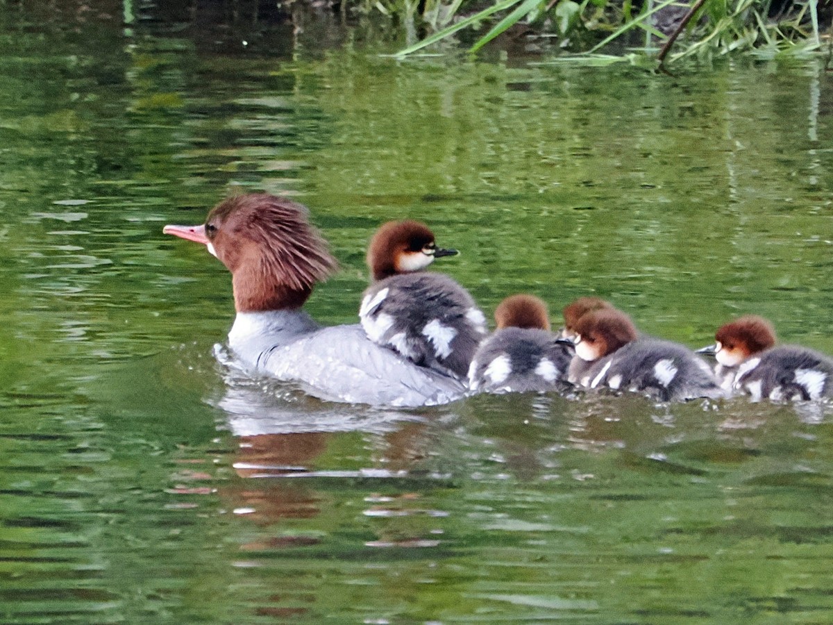 Smergo maggiore - ML636355924