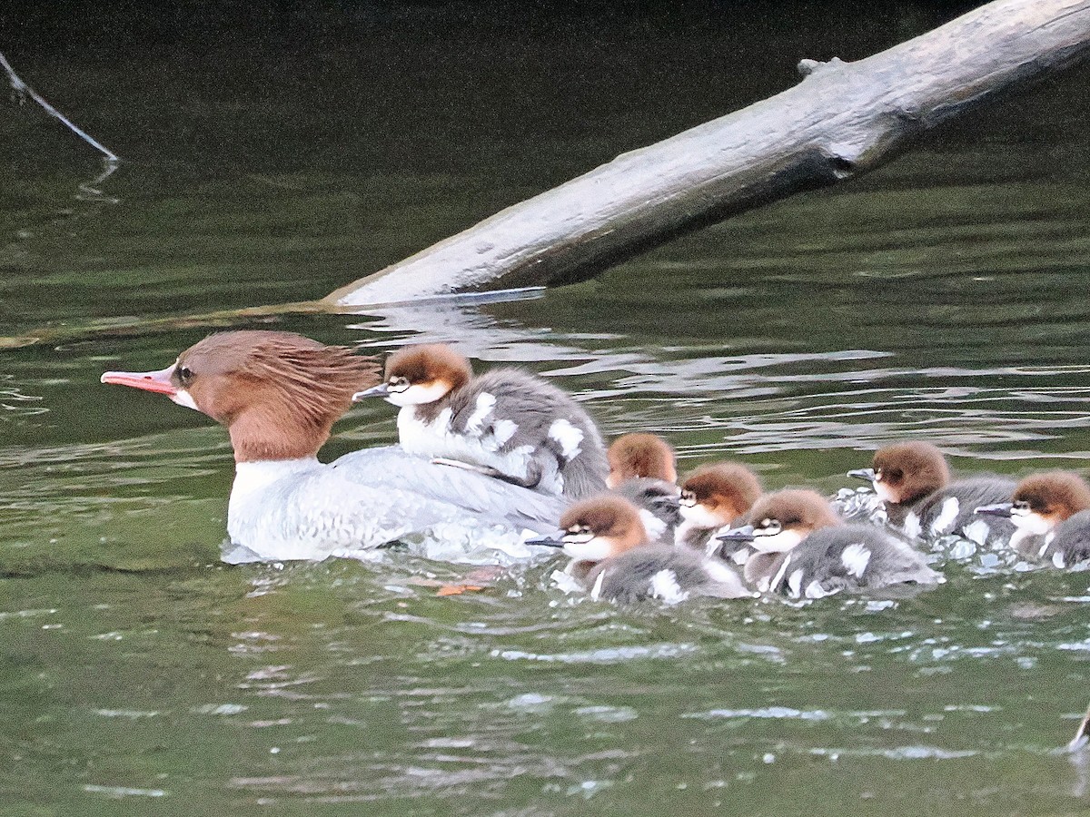 Smergo maggiore - ML636355925