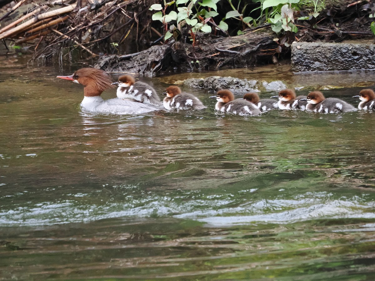 Smergo maggiore - ML636355926