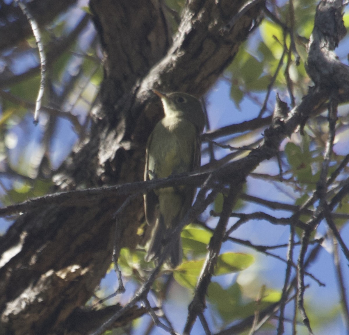 Western Flycatcher - ML636355974