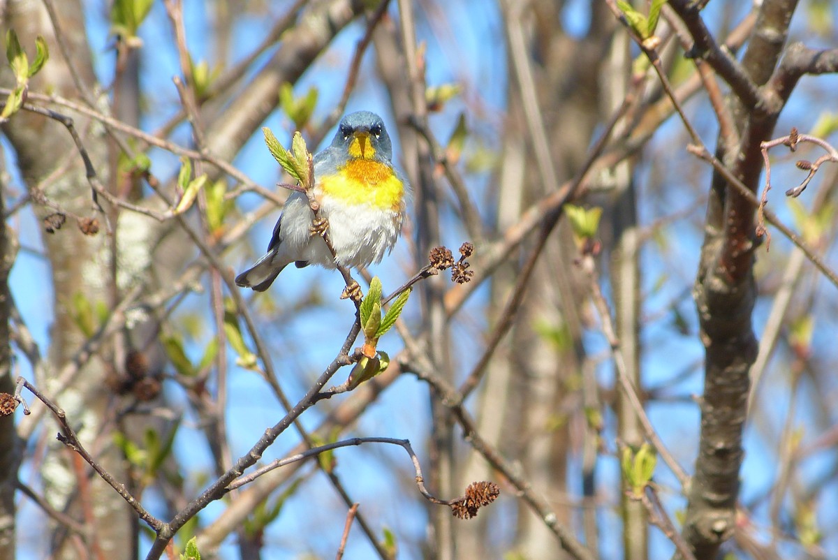 פרולה צפונית - ML636355978
